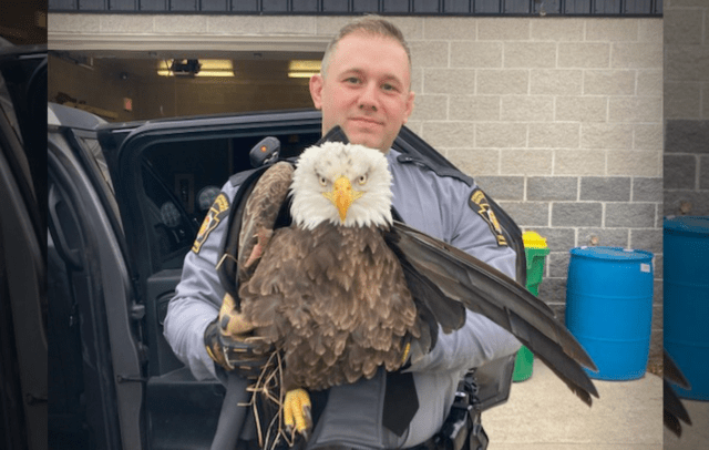 bald eagle